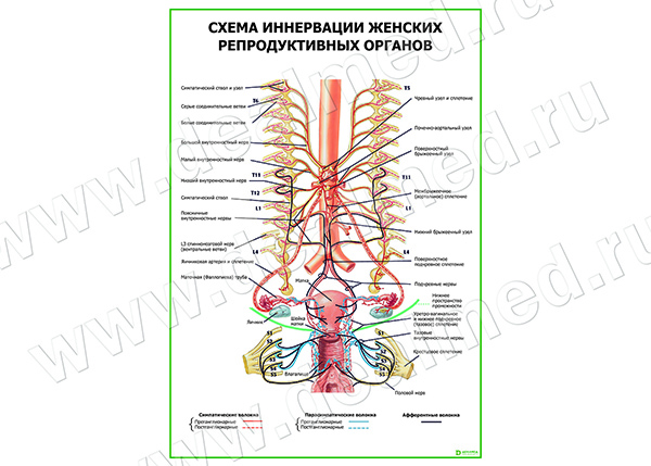  Схема иннервации женских репродуктивных органов плакат матовый/ламинированный А1/А2 